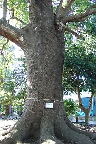 保存樹木・くすのき