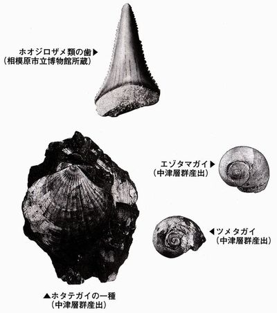 貝化石
