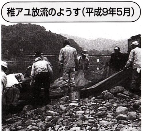 稚アユ放流