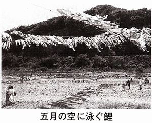 泳げ鯉のぼり相模川