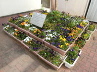東林公民館中庭花壇の写真