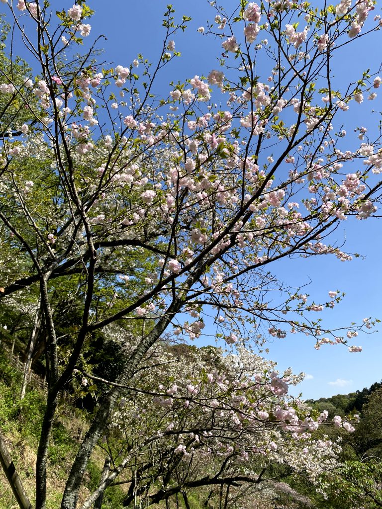 多摩森林科学園のサクラの写真