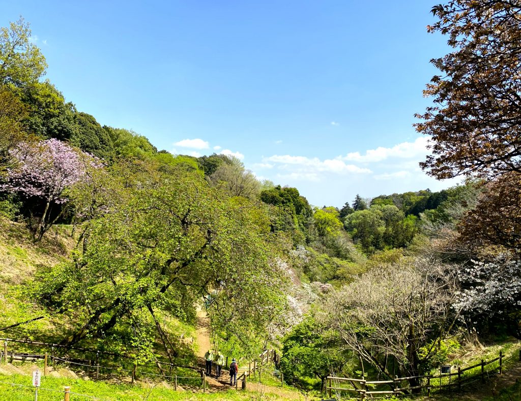 多摩森林科学園山頂（見晴台）からの写真